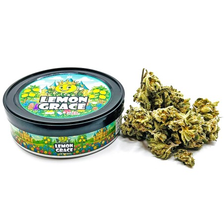 Lemon Grace – Meilleure fleur de CBD Indoor France 2025