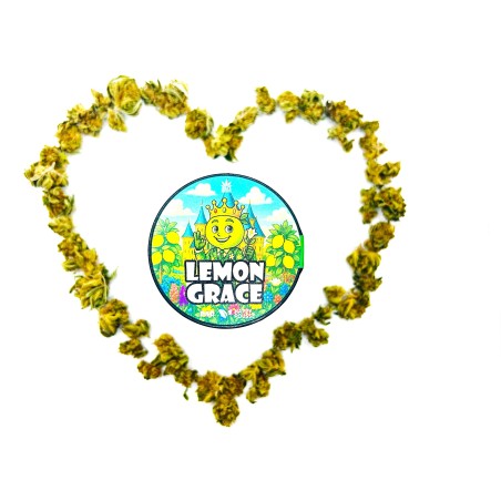 Lemon Grace – Meilleure fleur de CBD Indoor France 2025