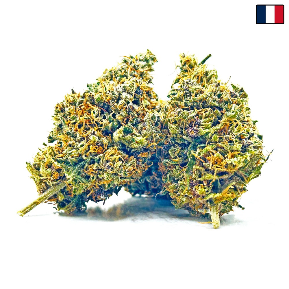 SIDDHARTHA QUEEN – Haze CBD premium Shao