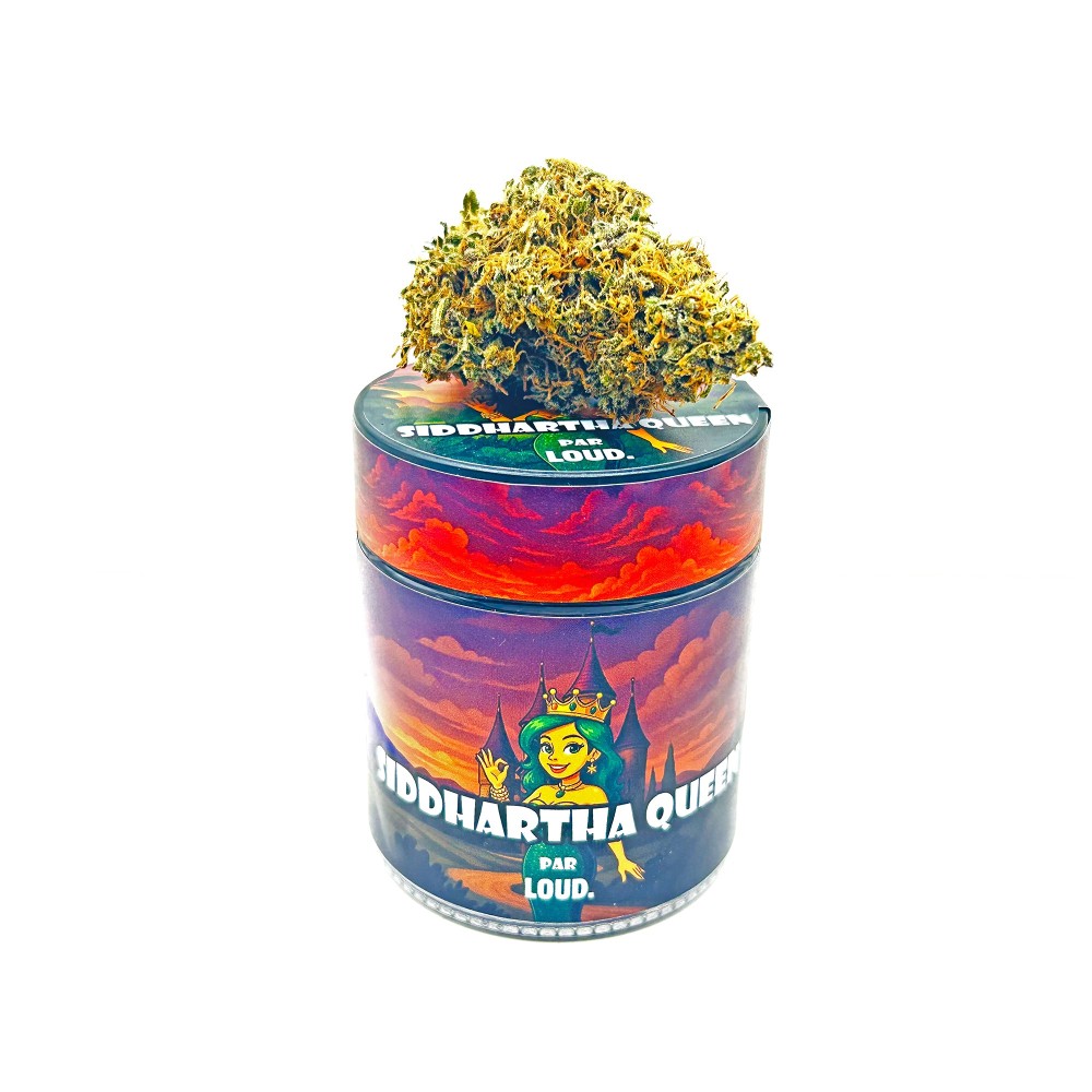 SIDDHARTHA QUEEN – Haze CBD premium Shao