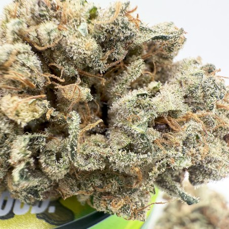 KUSH OZ – Fleur de CBD Premium Kush