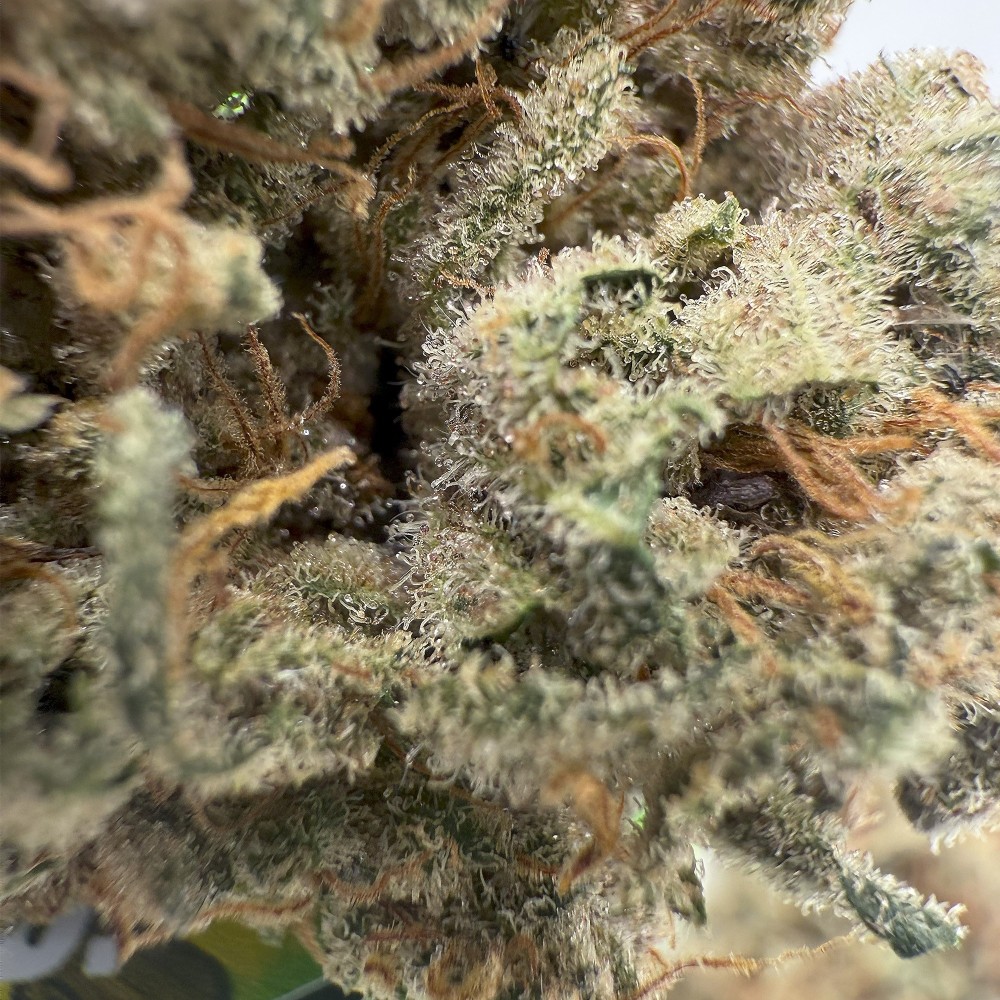KUSH OZ – Fleur de CBD Premium Kush