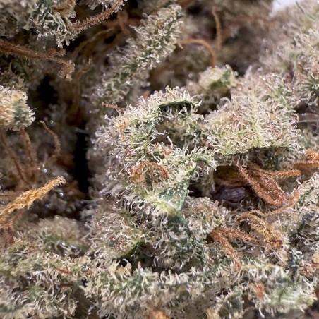 KUSH OZ – Fleur de CBD Premium Kush
