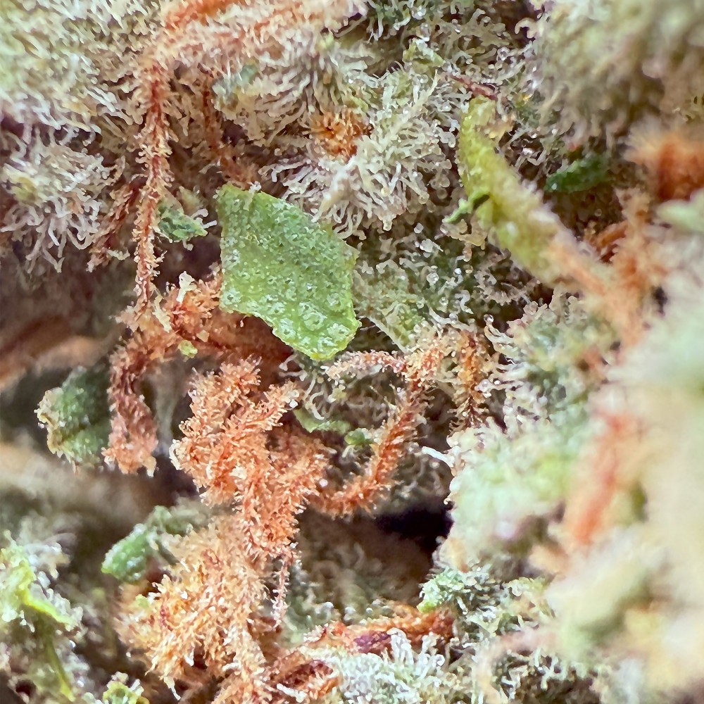 Amnesia Haze CBD | Livraison Rapide en France & Paris