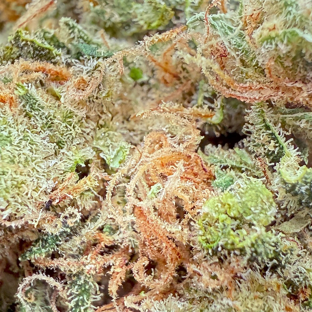Amnesia Haze CBD | Livraison Rapide en France & Paris