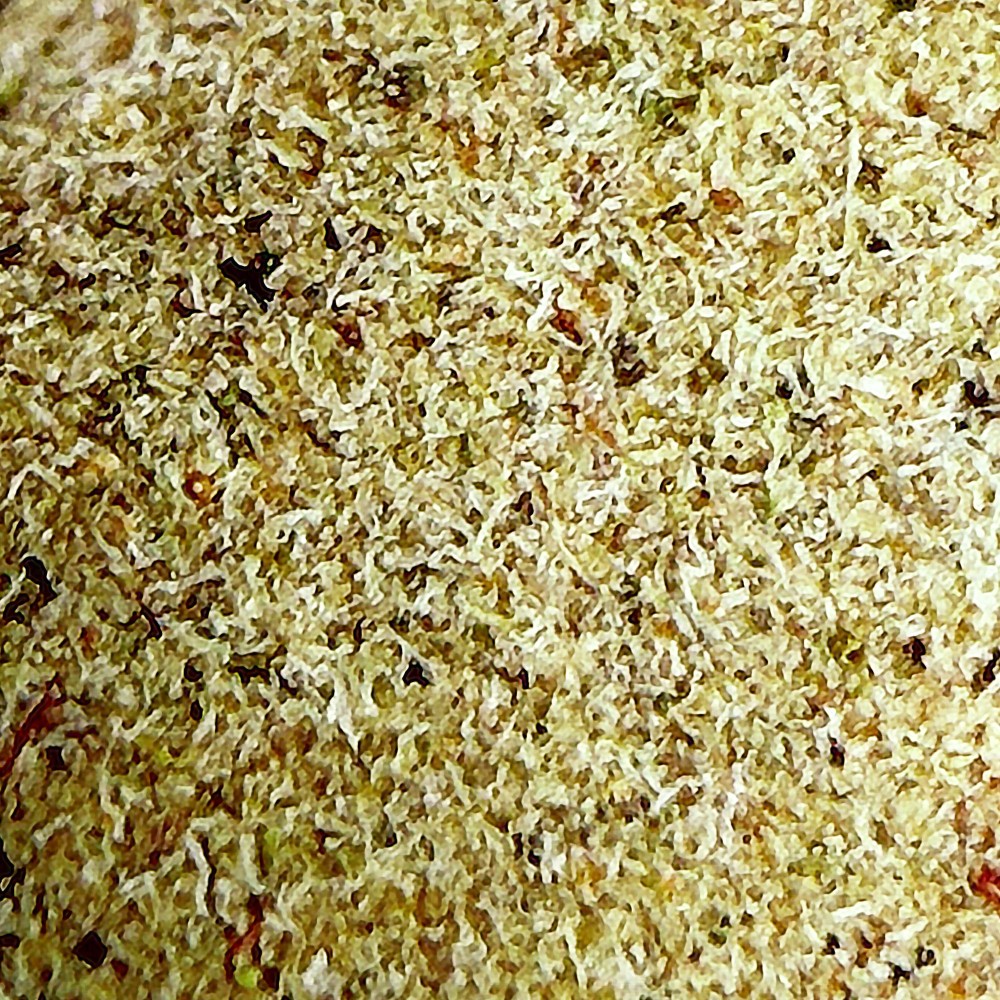 Tutti Frutti Hash CBD – El Professor x CBD Maker | DrySift