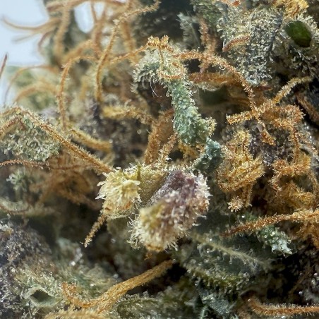 SIDDHARTHA QUEEN – Haze CBD premium Shao