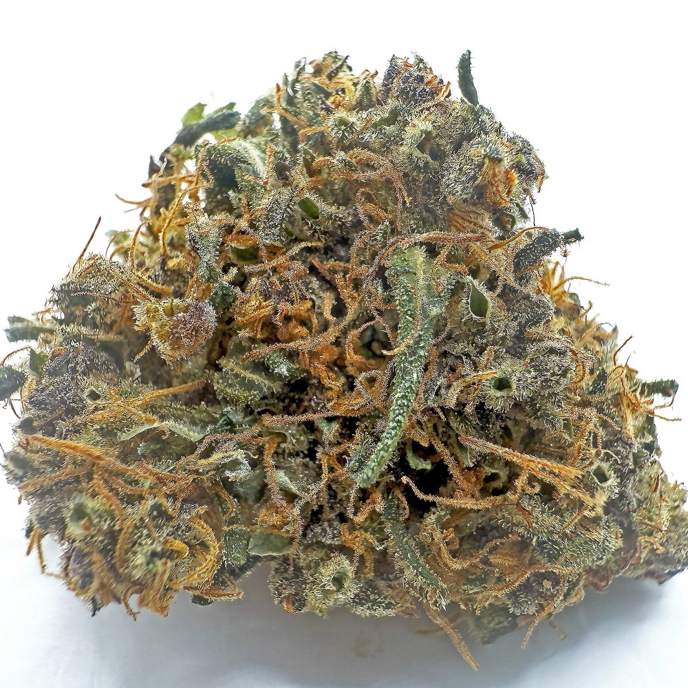 SIDDHARTHA QUEEN – Haze CBD premium Shao