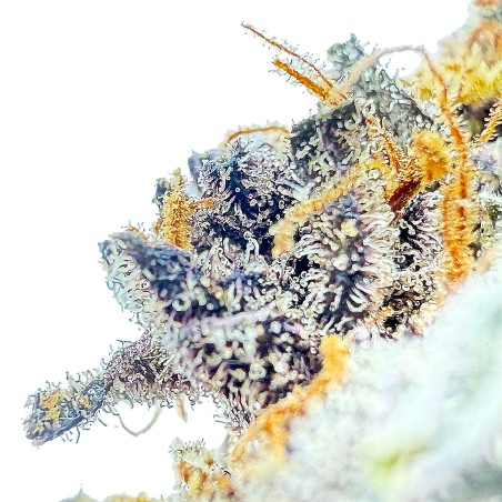 Tarmac CBD — Fleur primée à la Spannabis 2025