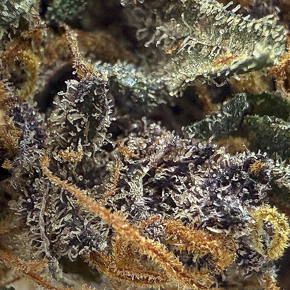 Tarmac CBD — Fleur primée à la Spannabis 2025
