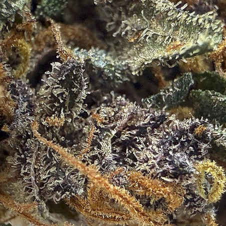 Tarmac CBD — Fleur primée à la Spannabis 2025