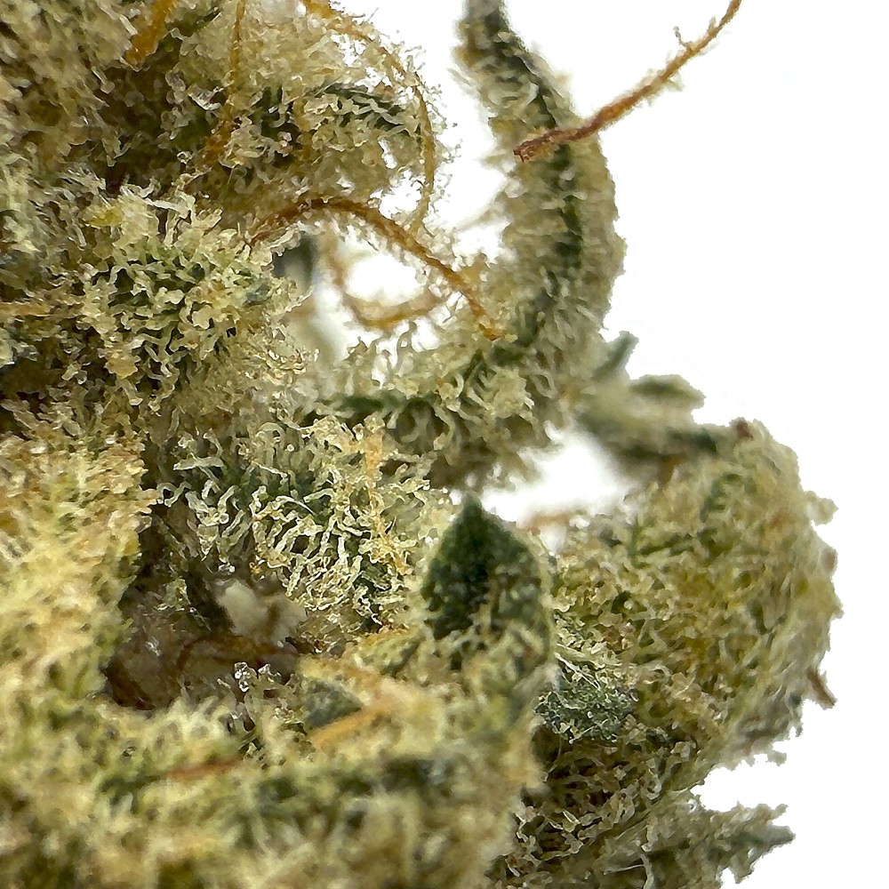 Lemon Grace – Meilleure fleur de CBD Indoor France 2025
