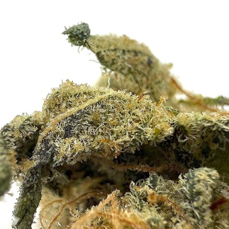Lemon Grace – Meilleure fleur de CBD Indoor France 2025