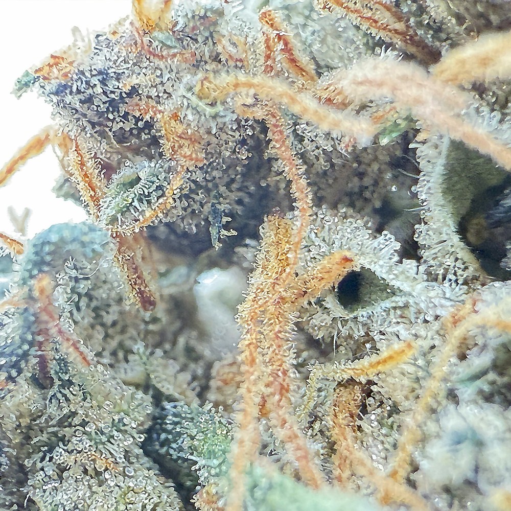 SIDDHARTHA QUEEN – Haze CBD premium Shao