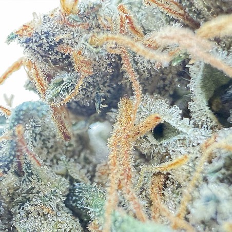 SIDDHARTHA QUEEN – Haze CBD premium Shao