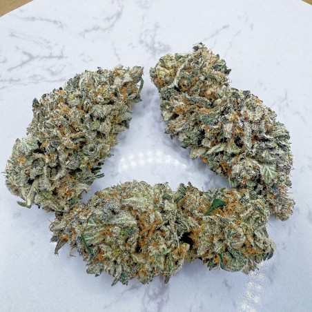 Legendary Skunk CBD – Fleur Premium Loud Co | 1ʳᵉ Spannabis 2025
