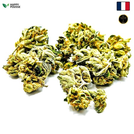 Lemon Grace – Meilleure fleur de CBD Indoor France 2025
