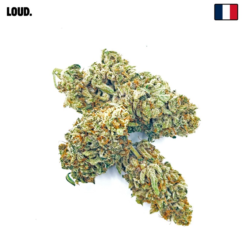 KUSH OZ – Fleur de CBD Premium Kush