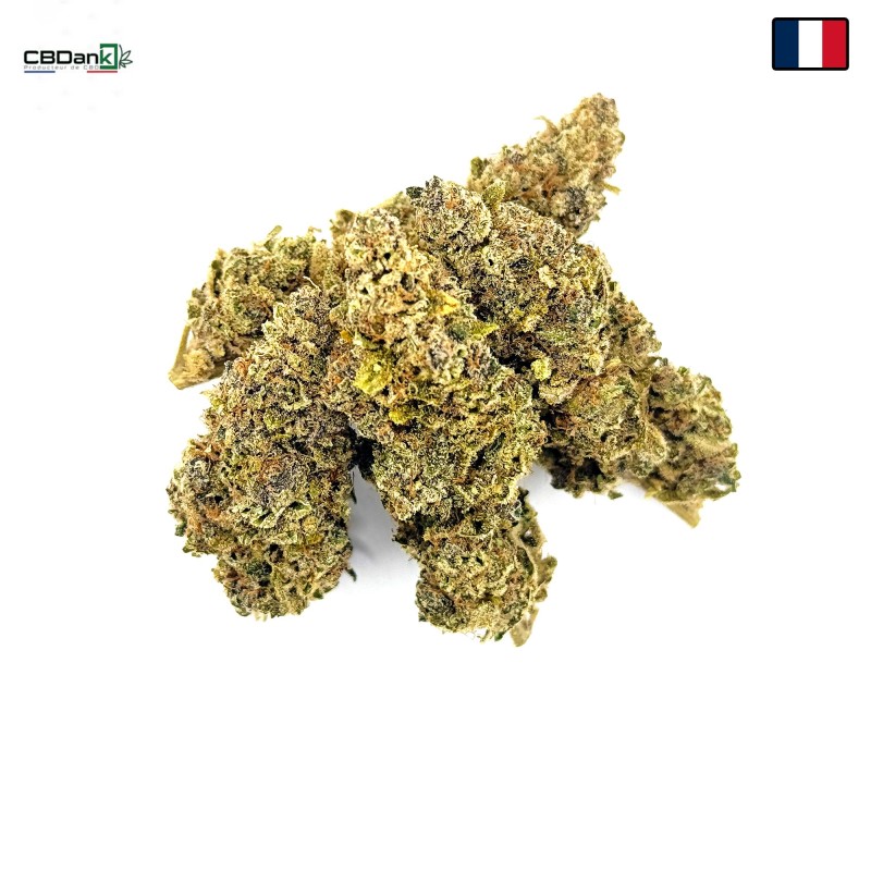 Zénythis CBDank | Fleur CBD Indoor Sol Vivant “Gazy”