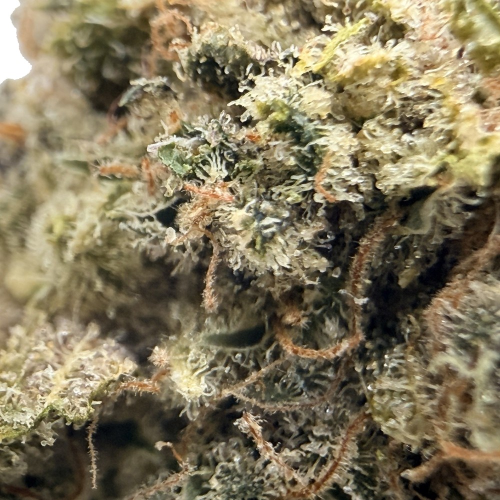 Zénythis CBDank | Fleur CBD Indoor Sol Vivant “Gazy”