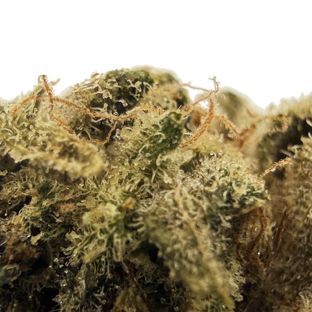 Zénythis CBDank | Fleur CBD Indoor Sol Vivant “Gazy”