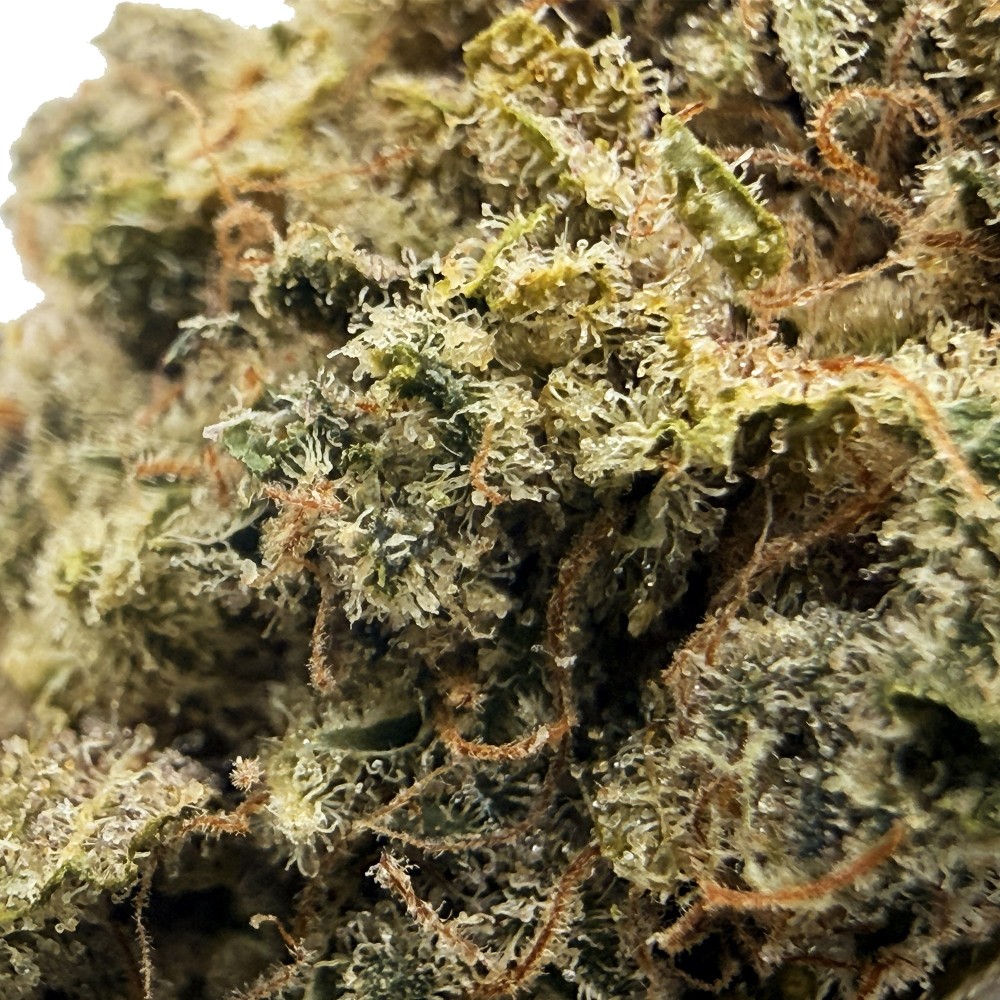 Zénythis CBDank | Fleur CBD Indoor Sol Vivant “Gazy”