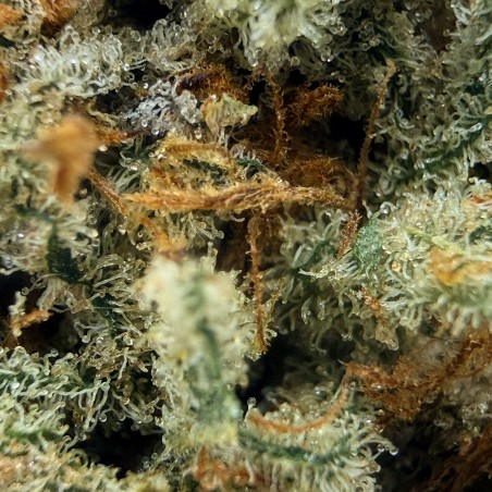 Daïfuku CBD Loud Co | Fleur CBD Indoor Sol Vivant