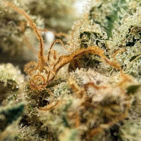 Daïfuku CBD Loud Co | Fleur CBD Indoor Sol Vivant