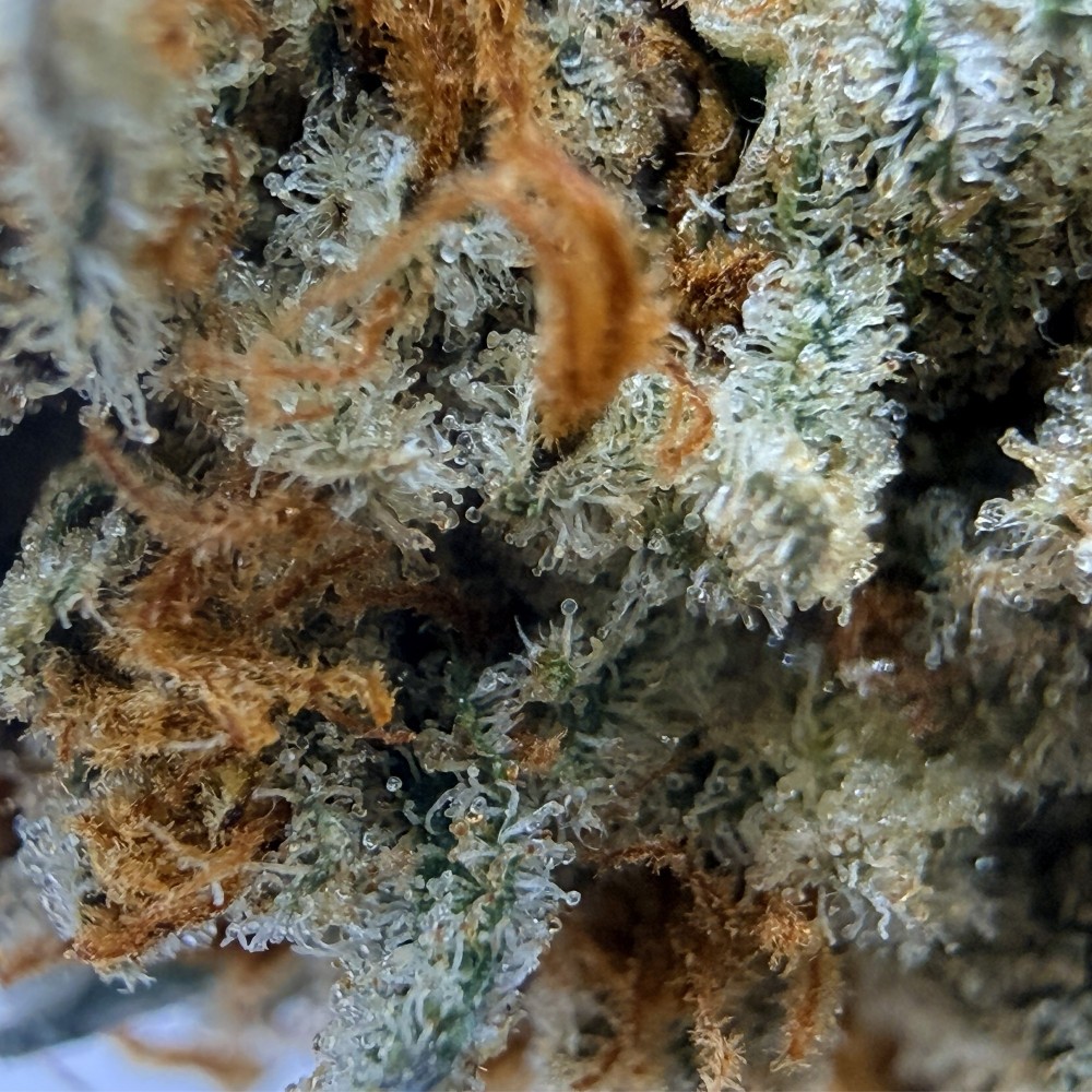 Daïfuku CBD Loud Co | Fleur CBD Indoor Sol Vivant