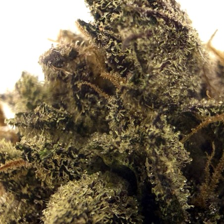 Peach Mintz CBD | Original Growing | Fleur Small Batch en France