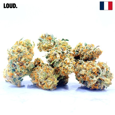 Rainbow Sherbet CBD | Loud Co | Fleur fruitée en sol vivant