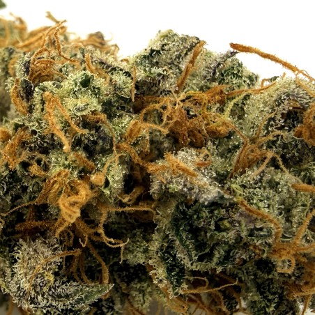 Rainbow Sherbet CBD | Loud Co | Fleur fruitée en sol vivant