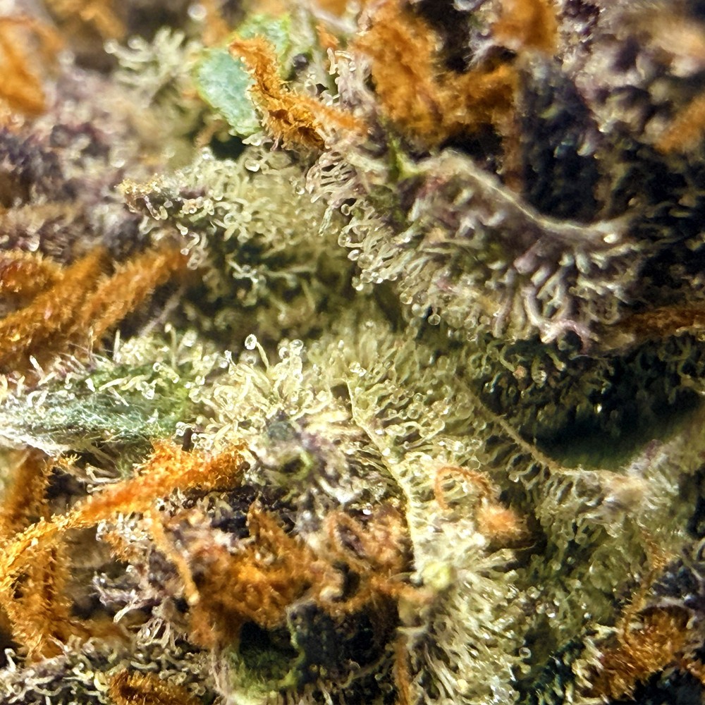 Tarmac v2 CBD | Loud Co | Fleur Diesel premium en sol vivant