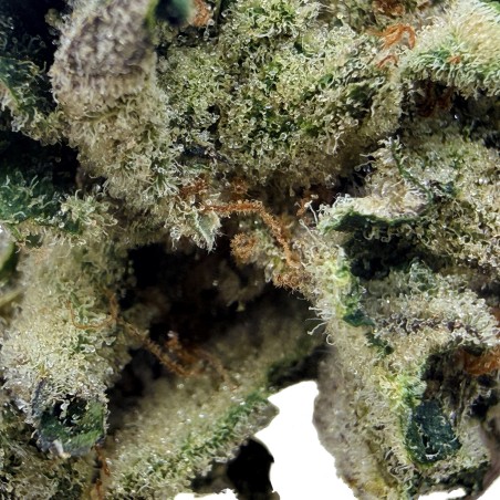 Lemon Candy CBD | Jungle House | Fleur citron en sol vivant