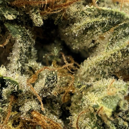 BIGA CBD | Jungle House | Fleur crémeuse premium en sol vivant