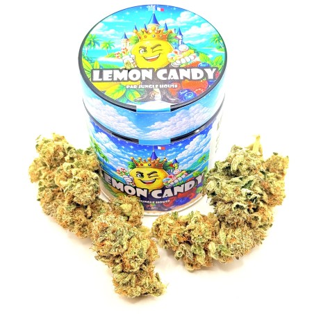 Lemon Candy CBD | Jungle House | Fleur citron en sol vivant