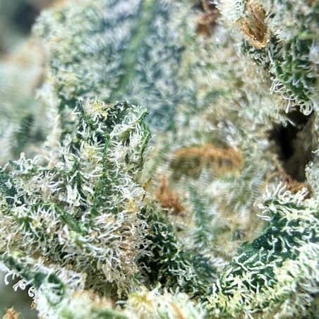 Donut 1 CBD | Fleur indoor de luxe fruitée et épicée