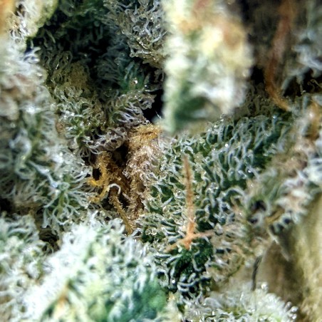 Donut 1 CBD | Fleur indoor de luxe fruitée et épicée
