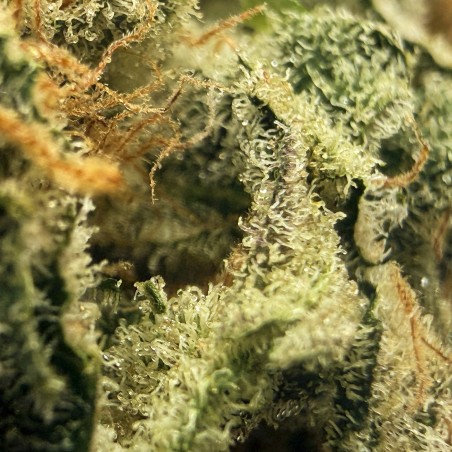 Donut 1 CBD | Fleur indoor de luxe fruitée et épicée