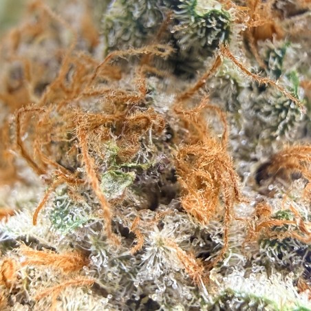 Donut 2 CBD – Fleur indoor de Franche-Comté