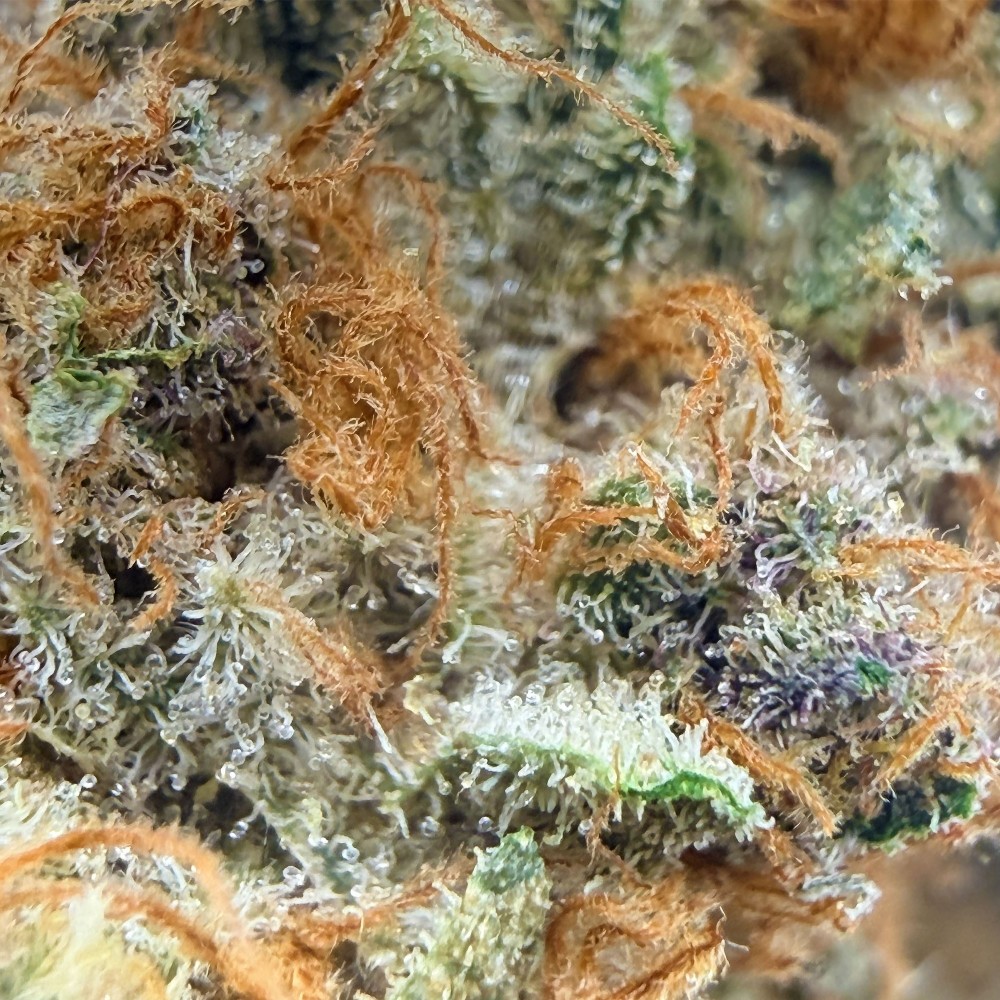 Donut 2 CBD – Fleur indoor de Franche-Comté