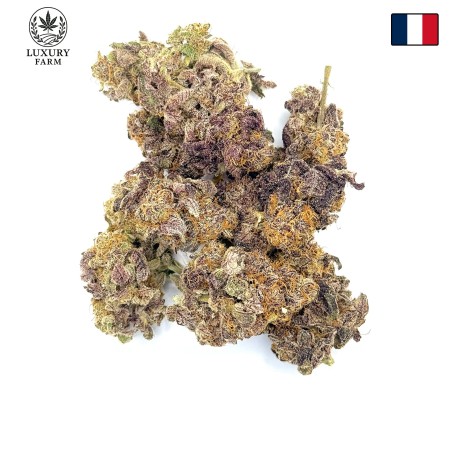 Donut 5 CBD | Fleur indoor par LUXURY FARM