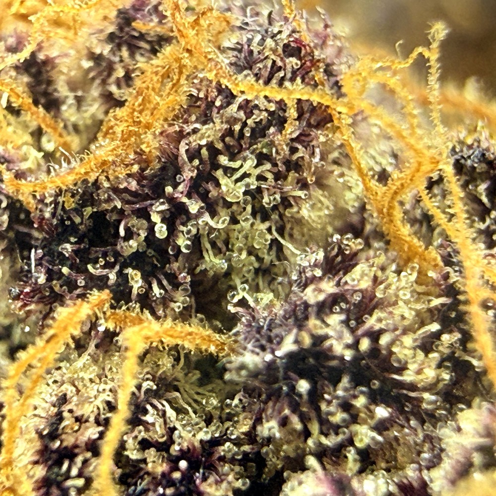 Donut 5 CBD | Fleur indoor par LUXURY FARM
