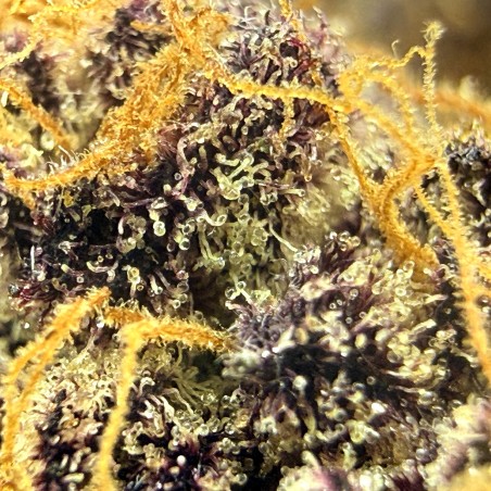 Donut 5 CBD | Fleur indoor par LUXURY FARM