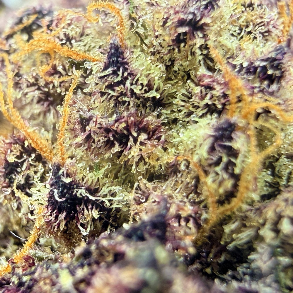 Donut 5 CBD | Fleur indoor par LUXURY FARM