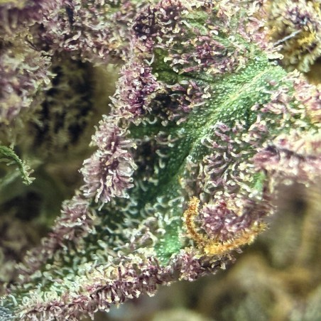 Donut 5 CBD | Fleur indoor par LUXURY FARM