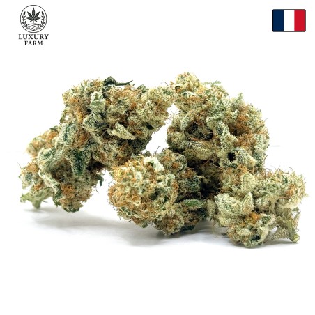 Cookies Kush 5 CBD – Fleur indoor LUXURY FARM
