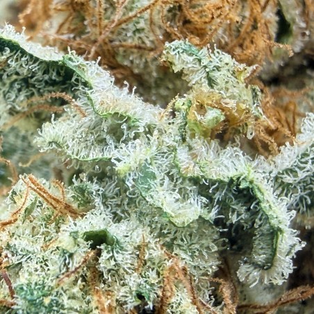 Cookies Kush 5 CBD – Fleur indoor LUXURY FARM
