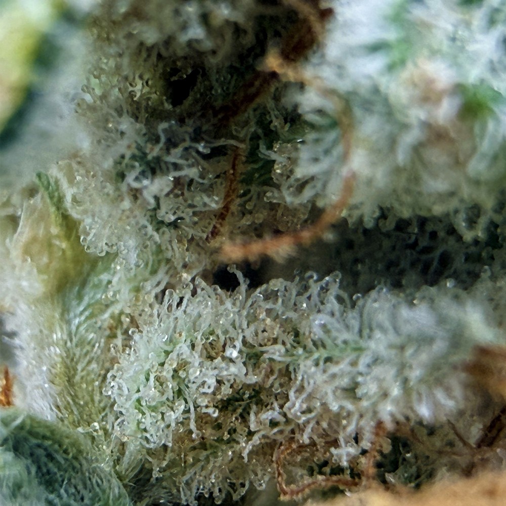 Cookies Kush 5 CBD – Fleur indoor LUXURY FARM