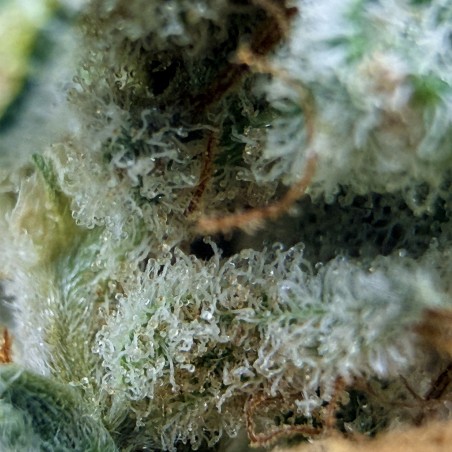 Cookies Kush 5 CBD – Fleur indoor LUXURY FARM